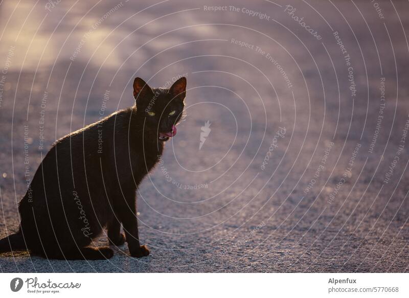 Cat in the backlight licking its snout stick out one's tongue Cat's tongue Pelt Animal feline Animal portrait protruding tongue One animal look into the camera