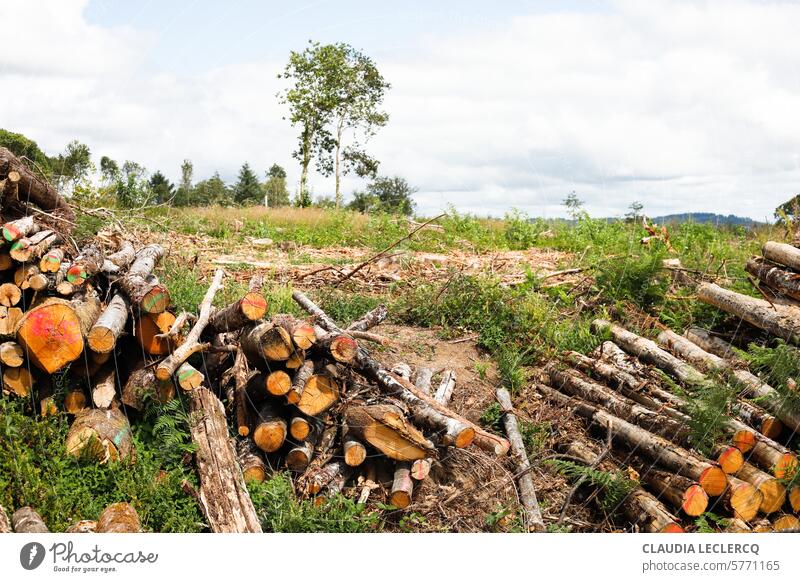 Felled trees felled trees deforestation Environment Lumberjack Nature Forest Tree trunk Climate change Forest death Environmental protection Exterior shot Wood