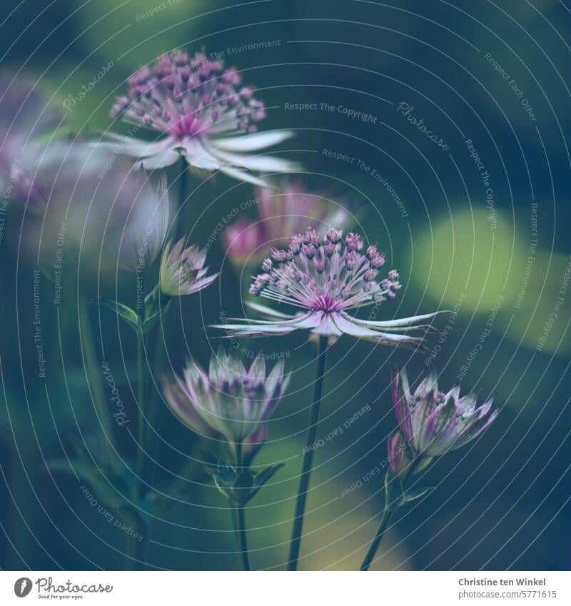 Delicate summer blossoms Starthistle Summer Garden Plant Nature Blossoming shrub garden flower purple Violet Astrantia Astrantia major Summerflower