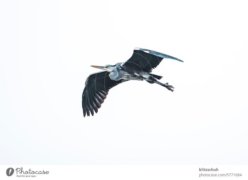 A gray heron in flight herons Grey heron Bird Heron Animal Nature Animal portrait Wild animal Environment Gray Pelecaniformes Elegant Landscape Flying