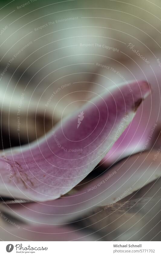 Magnolia petals on the garden floor Magnolia blossom Blossom Blossom leave Spring Pink pretty heyday naturally Beauty & Beauty