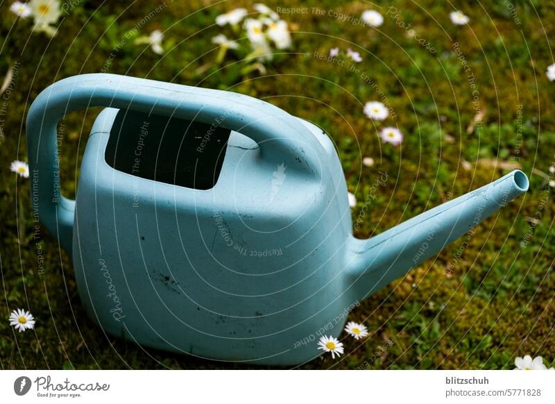 Watering can with daisies Marguerite daisy meadow Marguerite Blossom marguerites Flower Nature Summer White Plant Blossoming Yellow Spring Meadow Colour photo