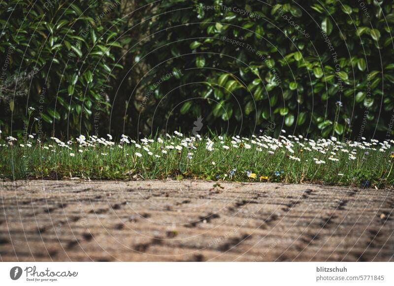 Marguerite meadow in a garden daisy meadow Marguerite Blossom marguerites Flower Nature Summer White Plant Blossoming Yellow Spring Meadow Colour photo