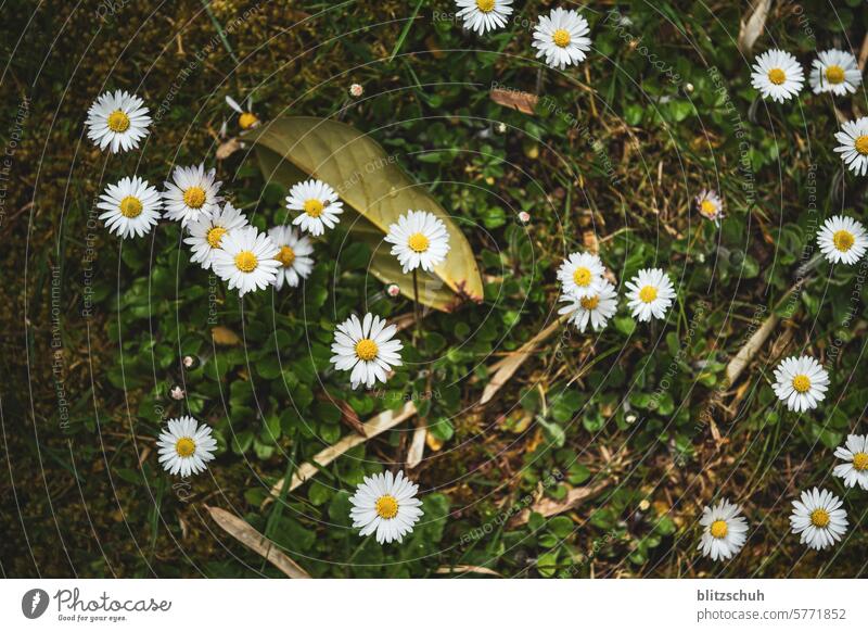 The daisy meadow Marguerite Marguerite Blossom marguerites Flower Nature Summer White Plant Blossoming Yellow Spring Meadow Colour photo Wild plant Close-up