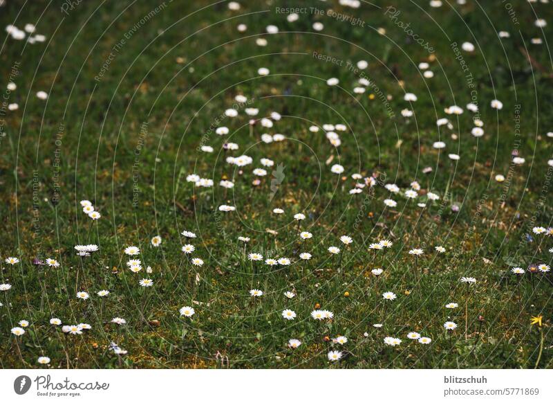 The daisy meadow Marguerite Marguerite Blossom marguerites Flower Nature Summer White Plant Blossoming Yellow Spring Meadow Colour photo Wild plant Close-up