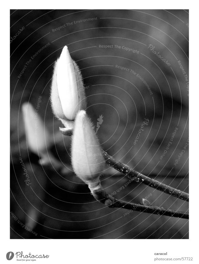 magnolia Flower Magnolia plants Black White Spring Jump Blossom Blur Plant Grief Moody 3 Tree Botany Calm Graceful Beautiful Enchanting Soft Delicate Caresses