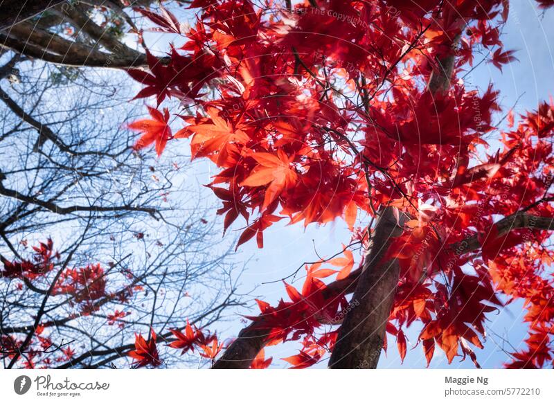 Autumn leaves in Japan #autumn #autumnleaves #autumntravel #japan #leaves