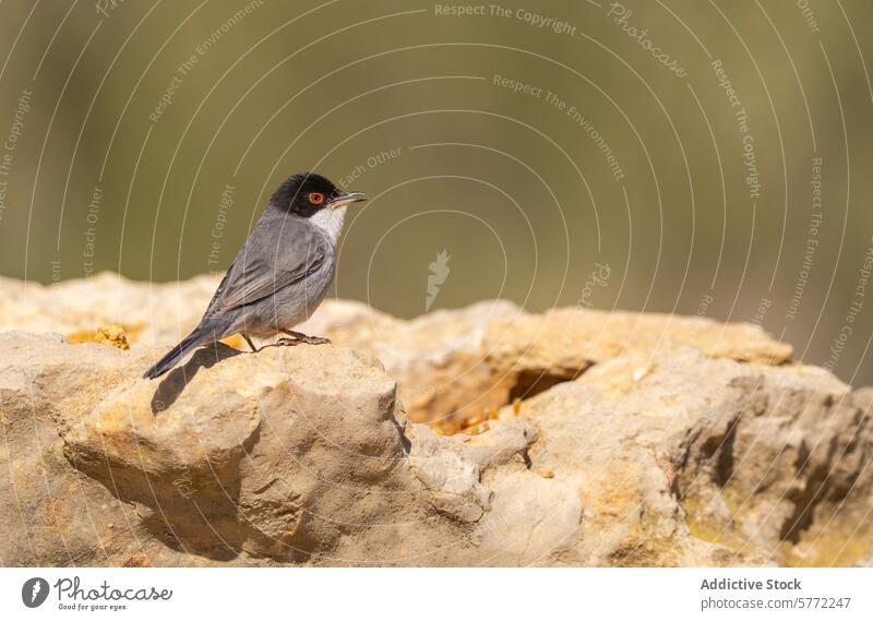 Elegant Sardinian Warbler perched on a rock sardinian warbler sylvia melanocephala bird limestone blurred background nature wildlife natural light feather beak