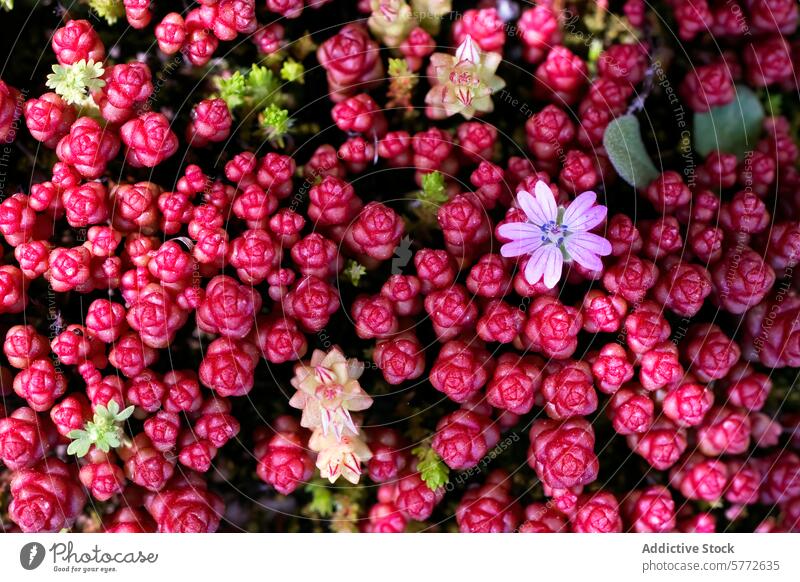 Top view close-up view of succulent garden, highlighting the rich, jewel-toned clusters with delicate blossoms interspersed bloom vibrant red pink green nature