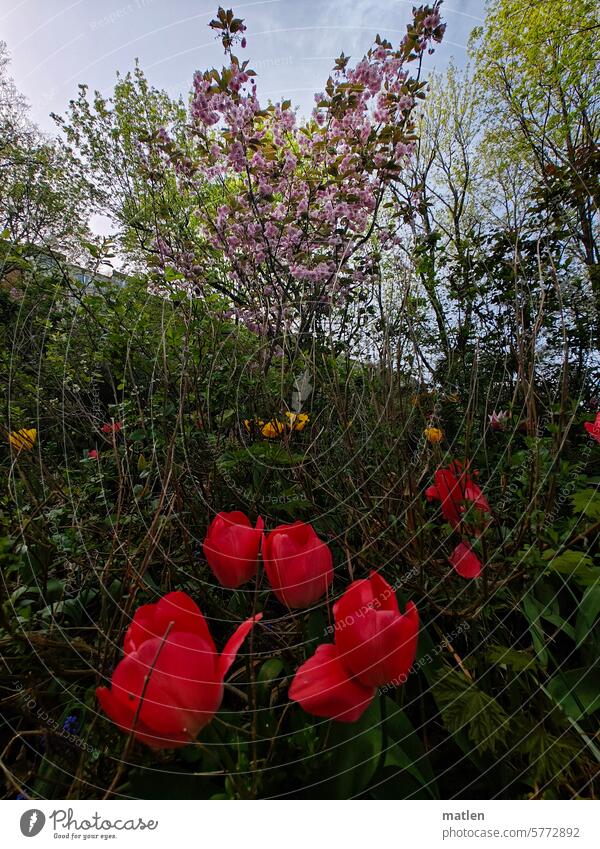 spring Spring blossoms Bushes Sky tulips variegated Shadow flowers Green Blossoming Pink Red