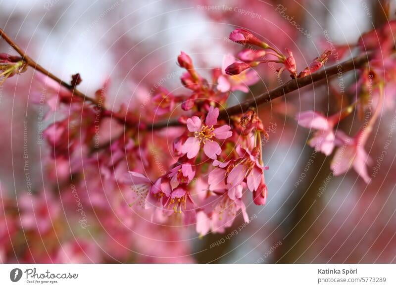 Blossom Higan cherry Cherry Cherry blossom cherry blossom Cherry tree Blossoming Branch Pink Tree Twig Spring fever Plant Nature Garden pretty naturally