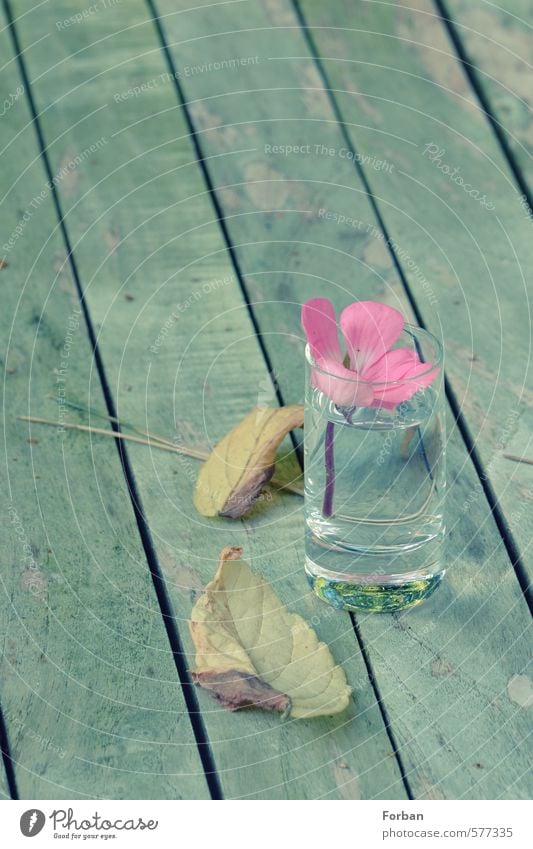 game over Bowl Bouquet Glass Water Emotions Moody Infatuation Romance Hospitality Sadness Relaxation Vacation & Travel Friendship Transience Colour photo