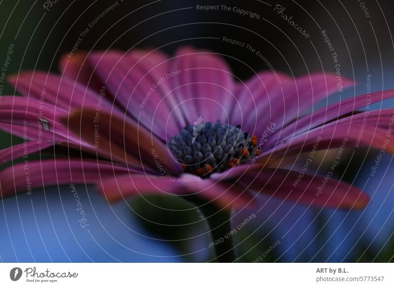 Still a beauty in the evening Flower Garden Species of the genus Osteospermum Cape basket Blossom bud Close-up open Season Spring Beauty & Beauty petals floral