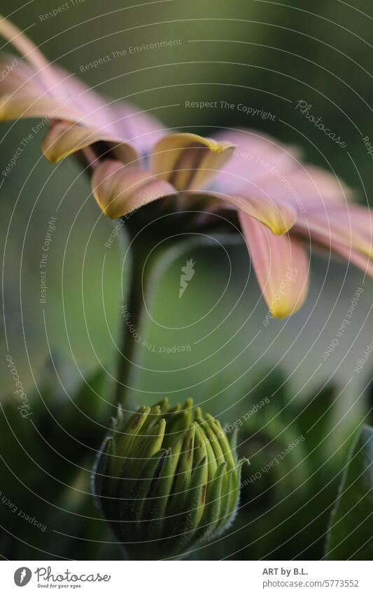 Hello, here I am... Flower Blossom bud Garden Close-up Cape basket Species of the genus Osteospermum