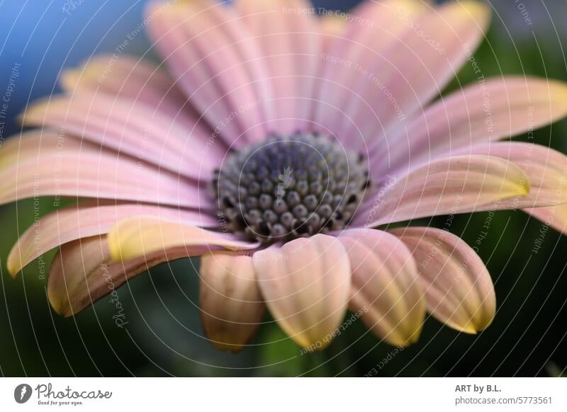 In the course of nature and time Flower Garden Species of the genus Osteospermum Cape basket Blossom bud Close-up open Season Spring