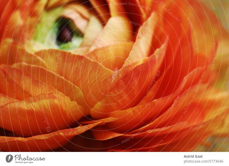 Close-up of the petals of a ranunculus in orange and yellow Flower pink Buttercup Blossom peach fuzz Orange Pink Yellow Red Nature Plant macro blossom