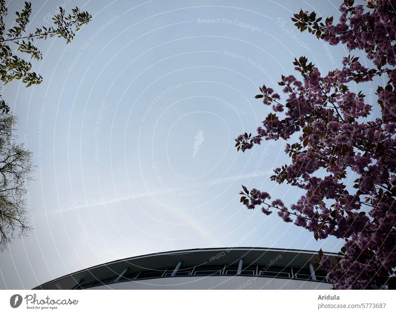 View of the sky | Branches in spring Spring Sky twigs trees Vapor trail Tree Twigs and branches House (Residential Structure) Building Round Cherry blossom