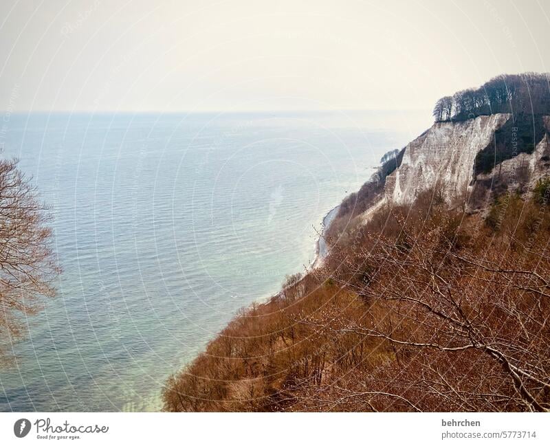 Cretaceous Limestone rock Sassnitz wide Tourist Attraction Nature trees Forest Königsstuhl silent Rügen Idyll Water Wanderlust Longing Landscape Baltic coast