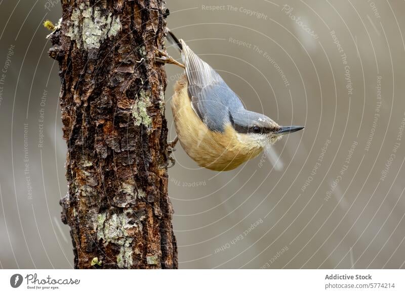 Agile Eurasian nuthatch perched on a tree trunk eurasian nuthatch bird bark climbing wildlife nature beak feathers avian animal zoomorphology ornithology