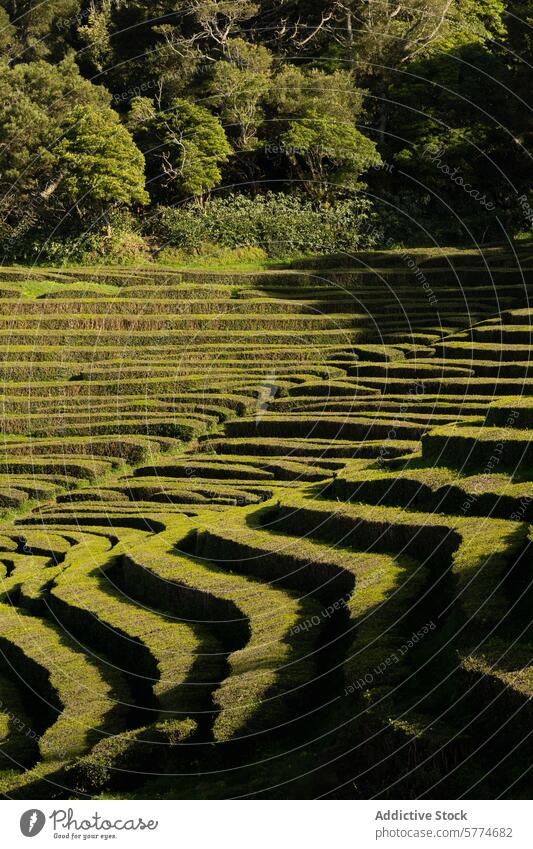 Serene Gorreana Tea Plantation, São Miguel, Portugal tea plantation gorreana são miguel portugal terraced field agriculture nature green lush scenic sunlight