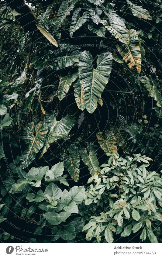 Lush Greenery of Ecuadorian Rainforest on the Equator ecuador rainforest foliage green leaf equator verdant lush nature jungle south america biodiversity