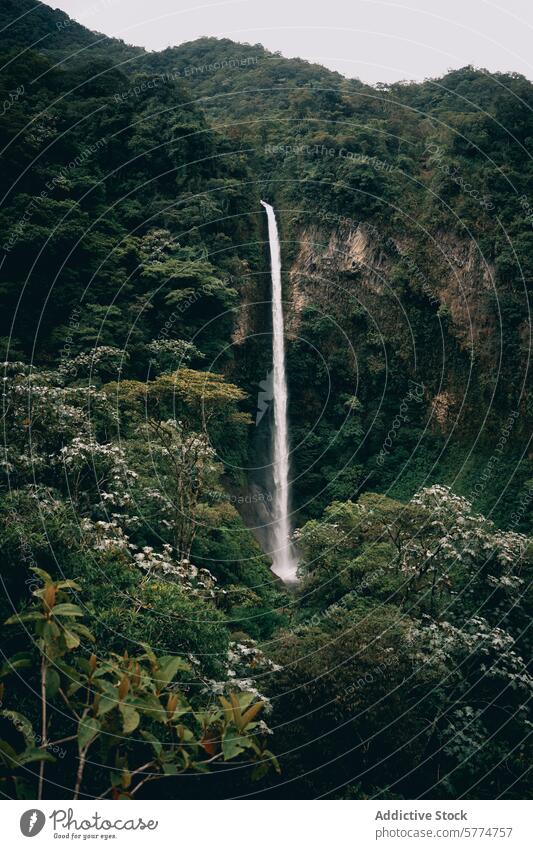 Serene waterfall amidst lush greenery near the Equator landscape tranquility nature cascade verdant beauty equator serene forest foliage outdoor vegetation