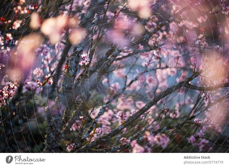 Dreamy Almond Blossoms Shrouded in Soft Light almond blossom bloom tree flower spring pink soft light sunlight petal serene delicate warm glow branch nature