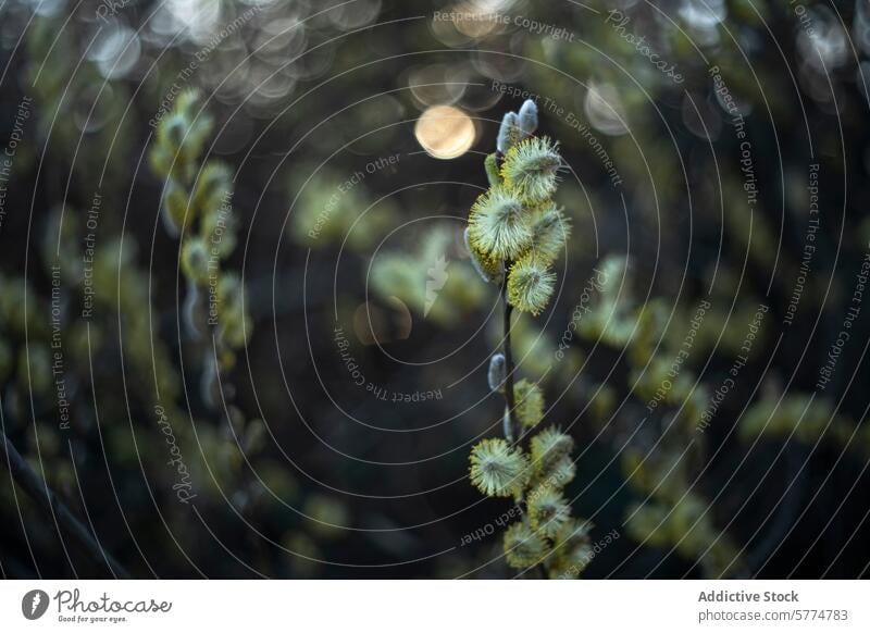 Willow catkins in bloom with glowing spring bokeh willow blooming background soft focus plant nature bud fuzzy warm sunlight blossom tree flora seasonal outdoor