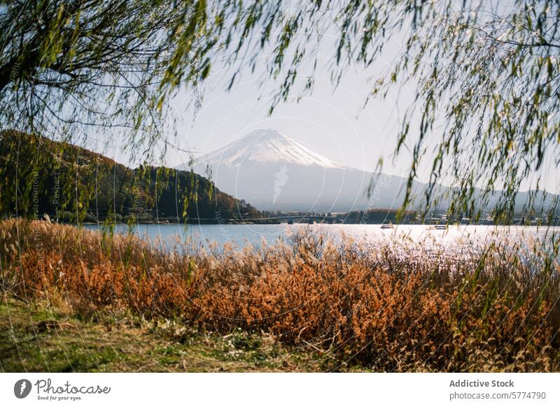 Serene view of Mount Fuji from Lake Kawaguchi mount fuji lake kawaguchi japan travel scenery tranquil serene autumn branches water landscape nature mountain