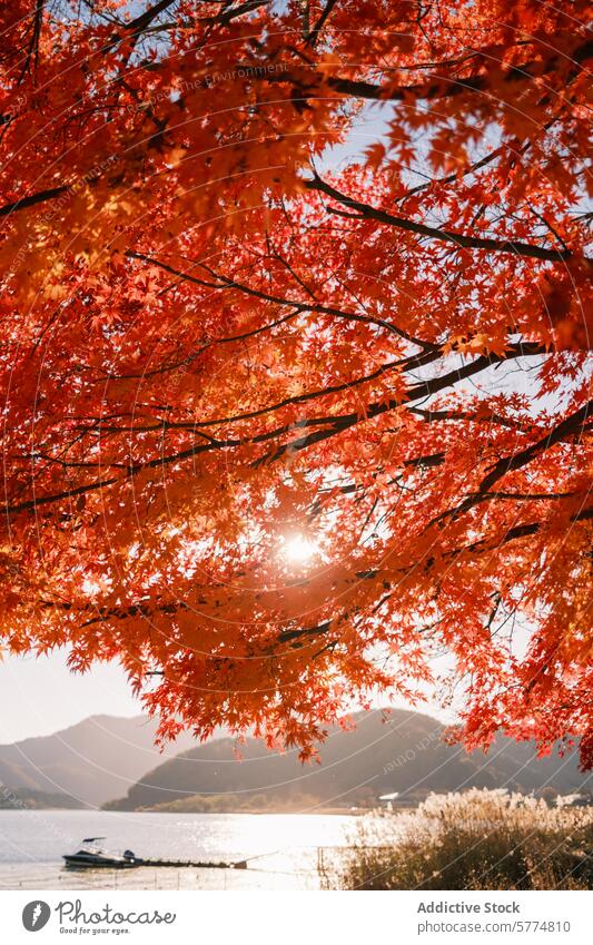 Autumnal serenity by a Japanese lakeside japan travel autumn boat maple red leaf foliage sunlight scenic nature waterside outdoor vibrant colorful tranquility