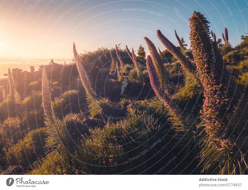 The sunset shines on the unique flora of the island of La Palma la palma spain glow warm serenity native majestic blossom sky landscape nature scenic outdoor