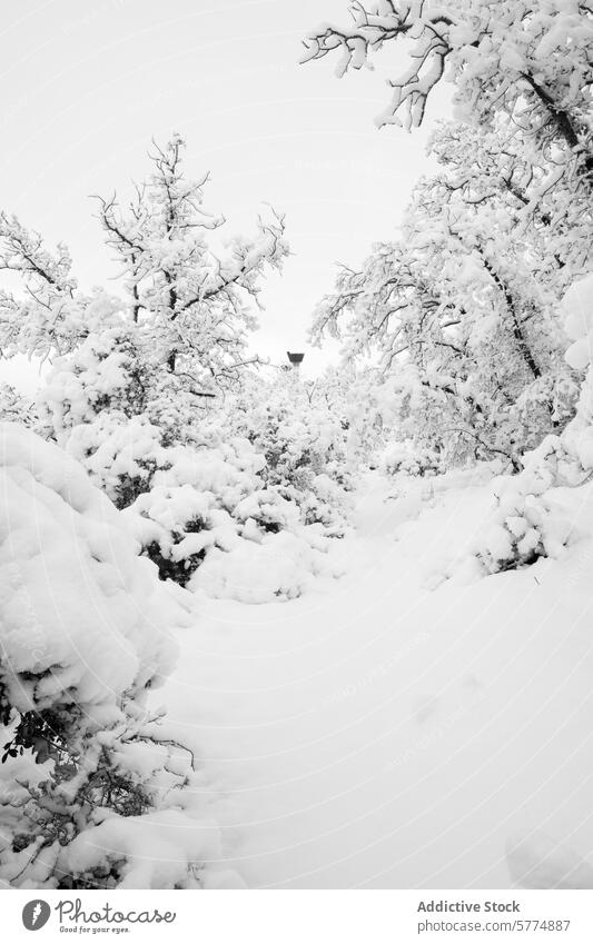 Snow-covered Cascade Oak Forest in Winter Serenity winter snow forest cascade oak tree serene tranquil white landscape nature cold season branch blanket carpet