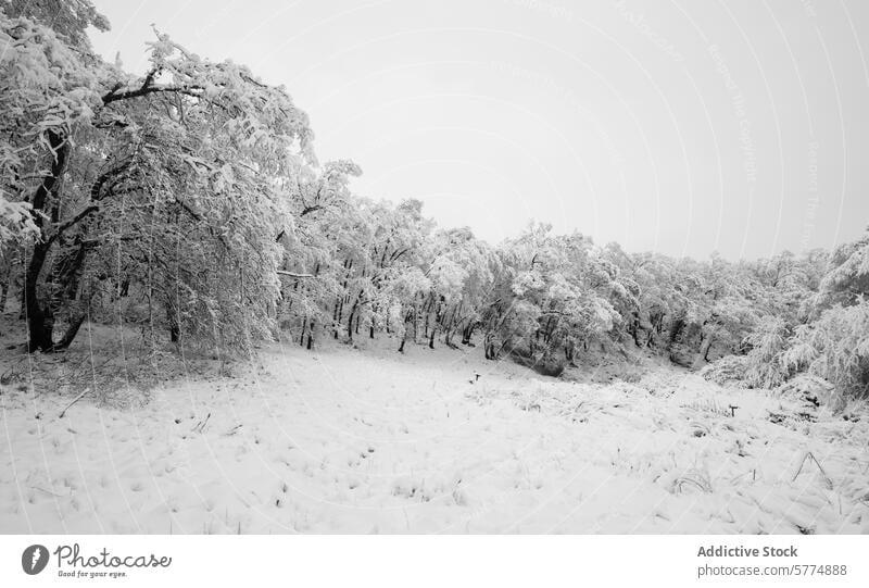 Wintery Cascade Oak Forest Covered in Snow winter forest snow nature cascade oak tree woodland tranquil serene beauty scenic frosty white cold season landscape