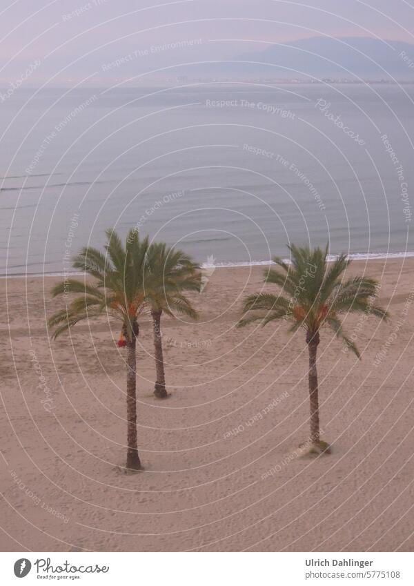 3 Palm trees on the beach with the sea and misty coast in the background palms Ocean vacation tranquillity in the morning Relaxation holidays Water Tourism