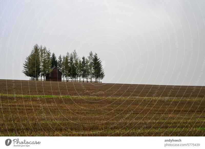 Old barn surrounded by trees and yellow fields agriculture antique architecture building classic company copy space country countryside door ecology environment