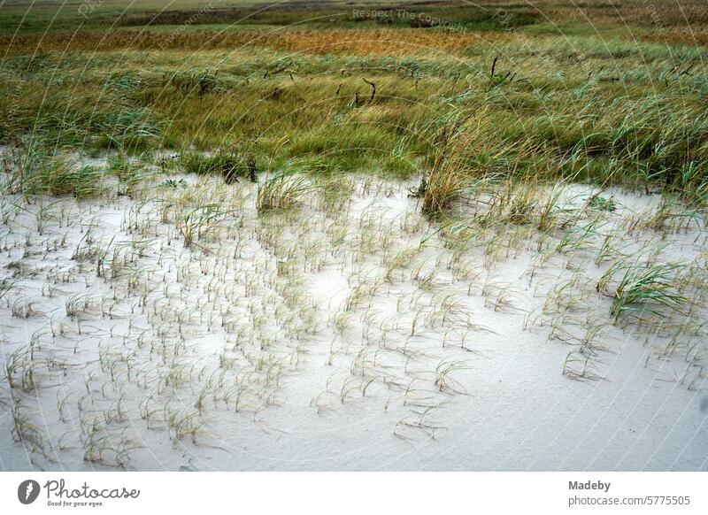 View from the pier to the mudflats and the biotope in the nature reserve on the beach of St. Peter-Ording with the salt marshes in rainy weather in the district of Nordfriesland in Schleswig-Holstein in autumn on the North Sea coast i