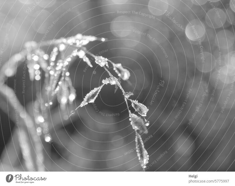 Ice beads on a blade of grass ice crystals bead with ice Winter Frost chill Close-up Macro (Extreme close-up) Cold Nature Plant Frozen Winter mood Freeze winter