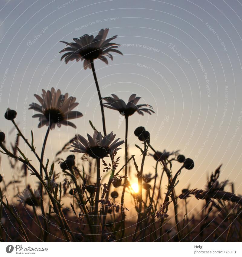 In the evening in the flower meadow flowers Flower meadow Evening Sunset Sunlight sunshine Back-light margarite Thistle Grass Blossom blossom evening mood Moody