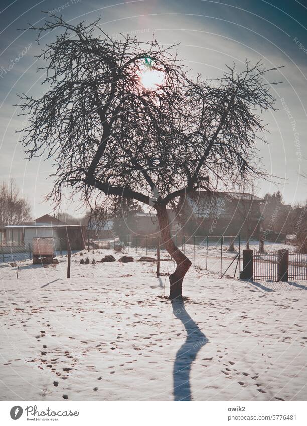 Shadow length Tree Bleak Winter Snow layer snowy Sunlight Back-light Shade of a tree Garden Building Fence Sparse Twigs and branches Nature Exterior shot