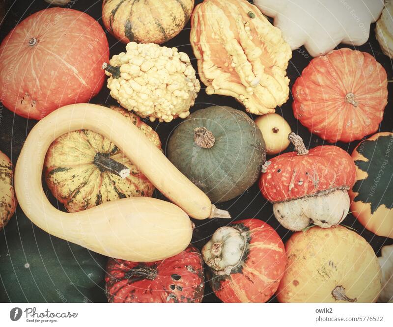 Colorful fruits Ornamental pumpkins Garden fruits Many Pumpkin time Ornamental plant Thanksgiving Colour photo Autumnal Vegetable ornamental Decoration