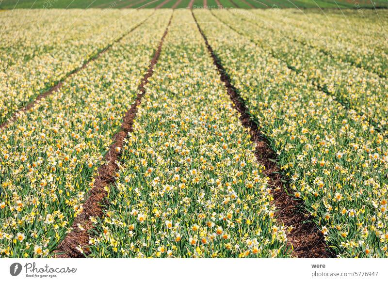 Bright yellow fields of daffodils in bloom near the Dutch city of Alkmaar in the Netherlands Blossoms Narcissus Spring blooming blossom copy space flower bulbs