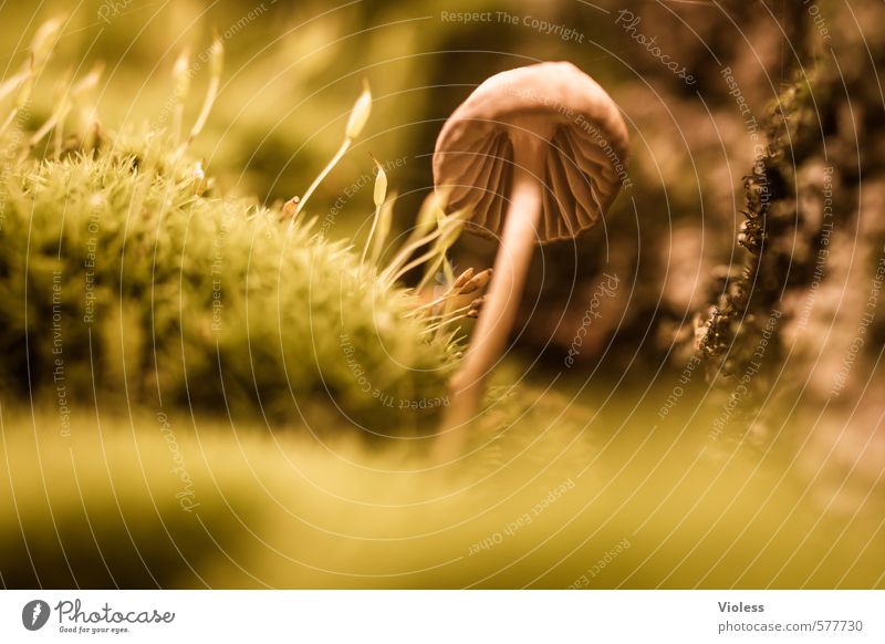 smaller Plant Moss Small Mushroom Mushroom cap Woodground Macro (Extreme close-up) Autumnal colours Spore Shallow depth of field