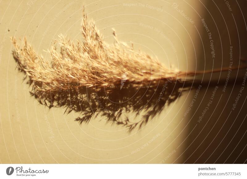 dried grasses cast a shadow on a light-colored floor. Dried Shadow Light Sun aesthetics Decoration plants Nature naturally Bright shadow and light