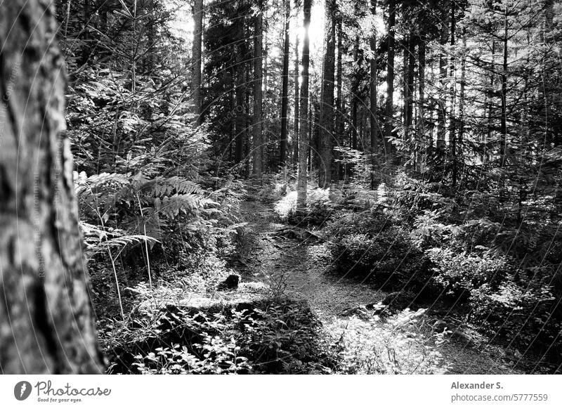 Hiking trail in a coniferous forest against the light hiking trail Forest Coniferous forest trees off path roots Root path Relaxation Back-light Backlight shot