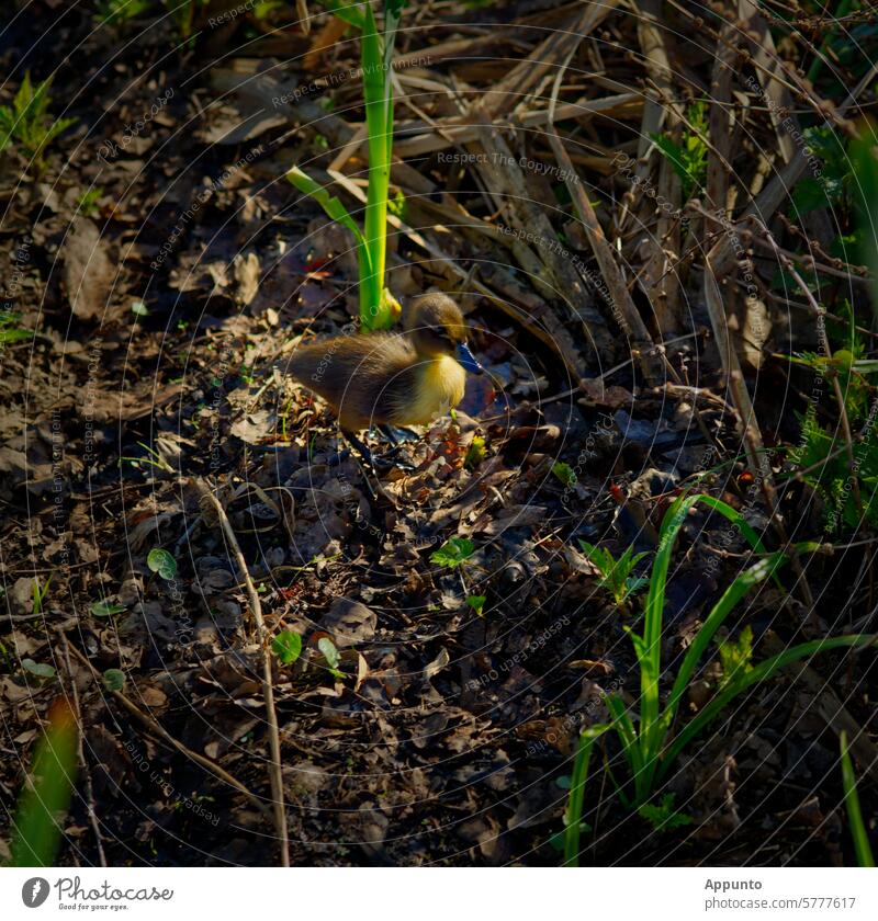 Look, the little duckling is venturing out on his first outing all by himself! Duck Duckling ducklings Small Chick Duck birds anatinae chicken Wuserl Singerl