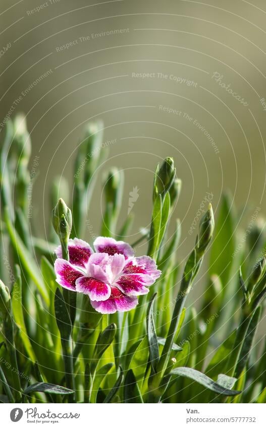 sunbath Flower Blossom Plant Nature Green Red pink Blossoming Spring Colour photo Garden naturally wax Delicate