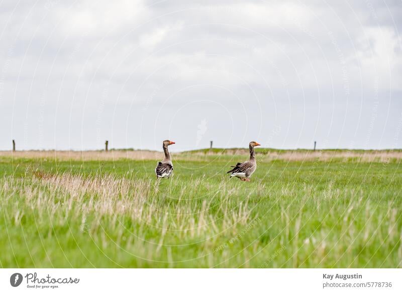 grey geese Anser anser Real geese Anserini goose birds Anseriformes Duck birds anatidae reflection plumage breeding area bird sanctuary pond wildlife