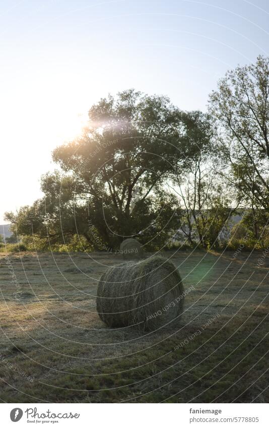 hay bales Hay bale Evening evening mood Field Agriculture make hay Sun Sunlight Shadow Idyll