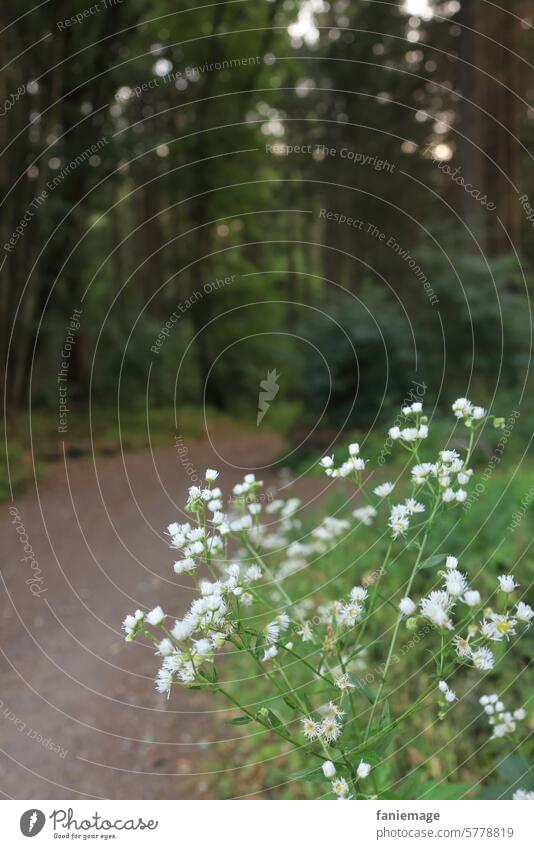 Flowers at the edge of the forest Edge of the forest Forest flowers forest bath White Green depth blur Idyll Summer To go for a walk Forest walk