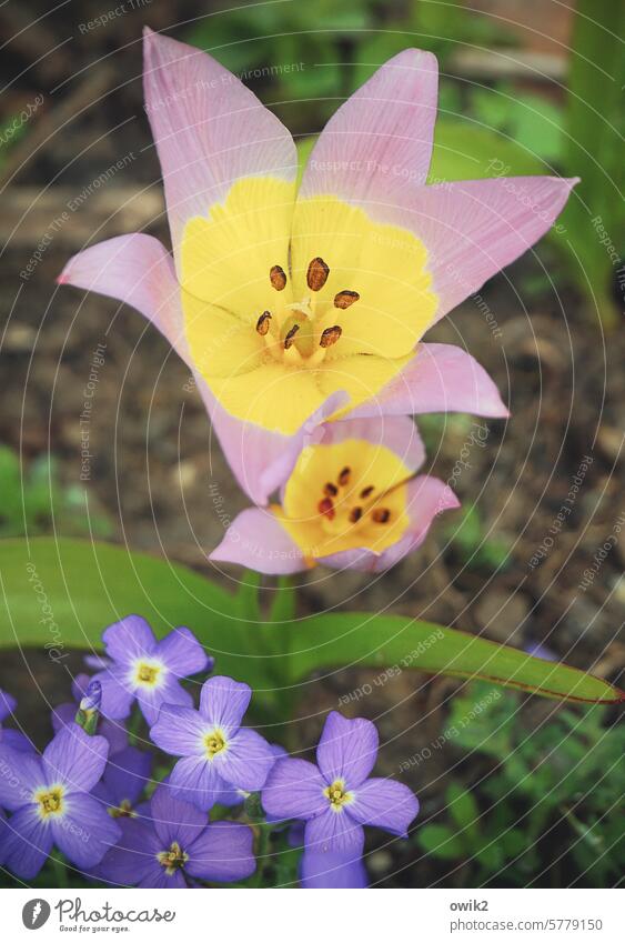 Dwarf tulips Garden Tulip Blossom Flower Blossoming Exterior shot Close-up Detail Spring flower Colour photo Open Stamp Deploy open flourished Calyx Harmonious